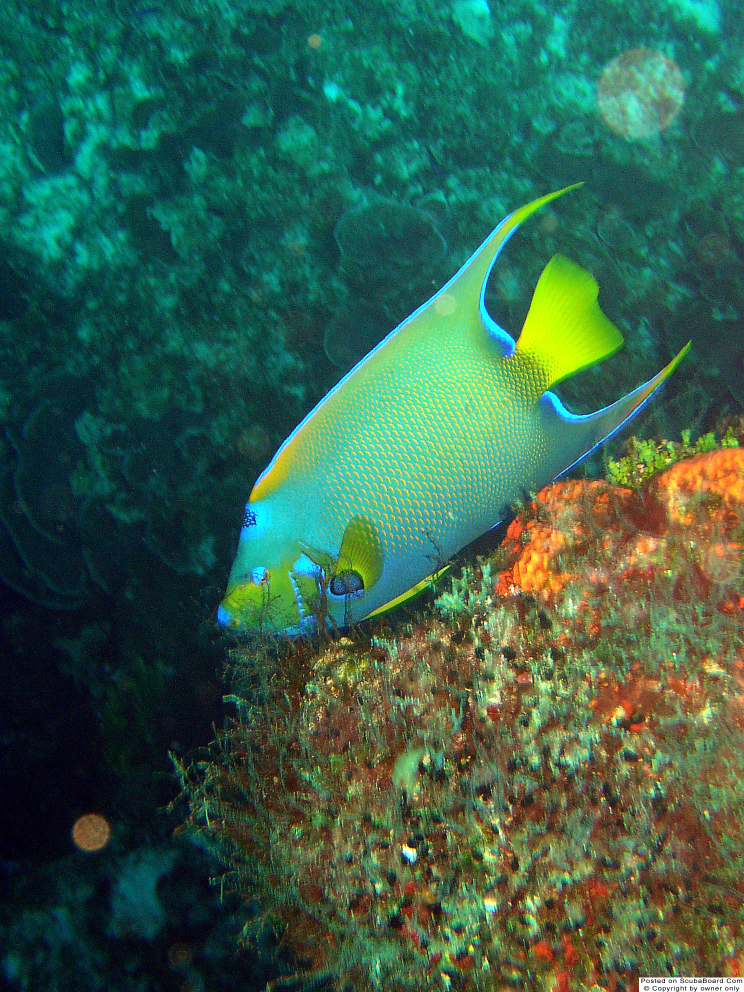 Queen_AngelFish_Cozumel_May_2004