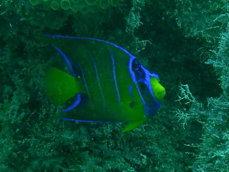 Queen_Angelfish_Juvenile