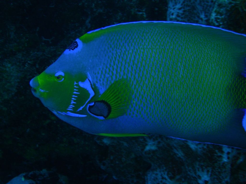 QueenAngelfish