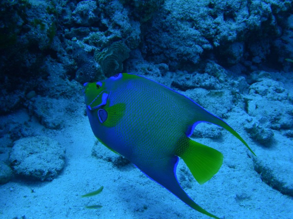 QueenAngelfish2