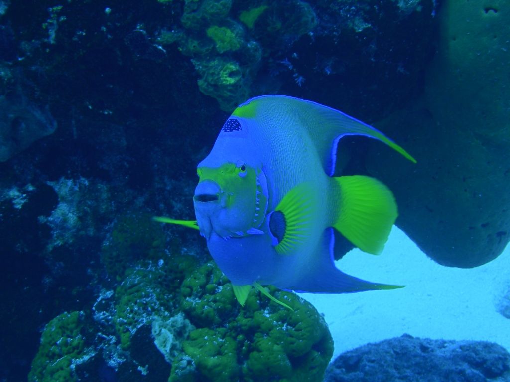 QueenAngelfish3