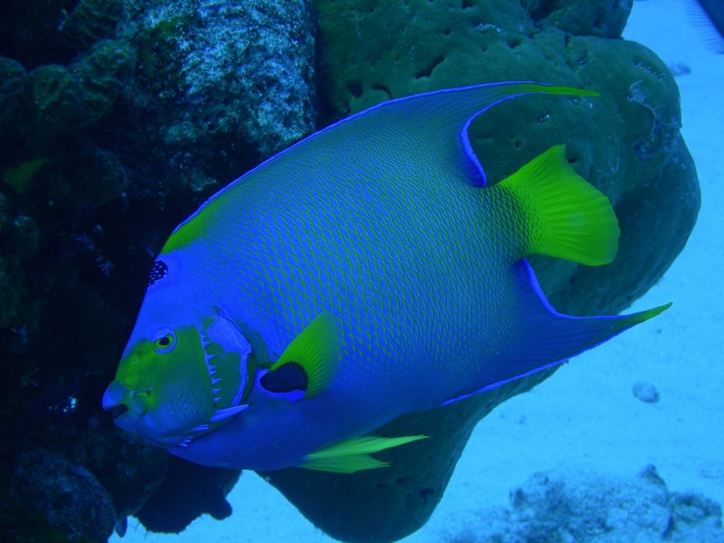 QueenAngelfish4