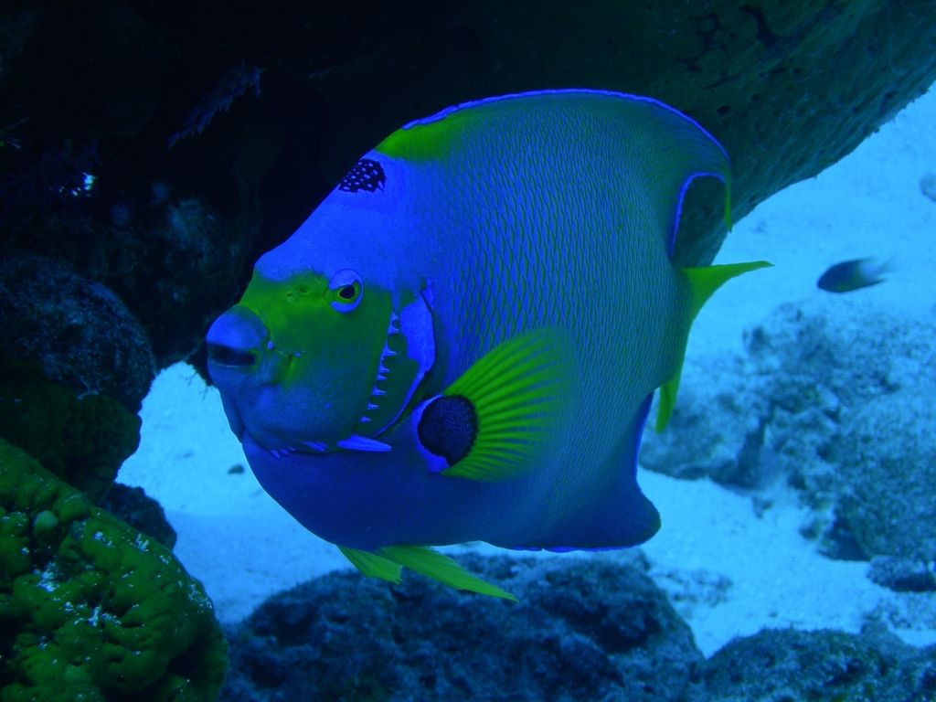 QueenAngelfish5