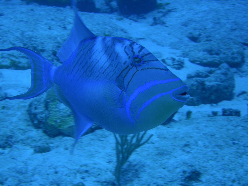 QueenTriggerfish