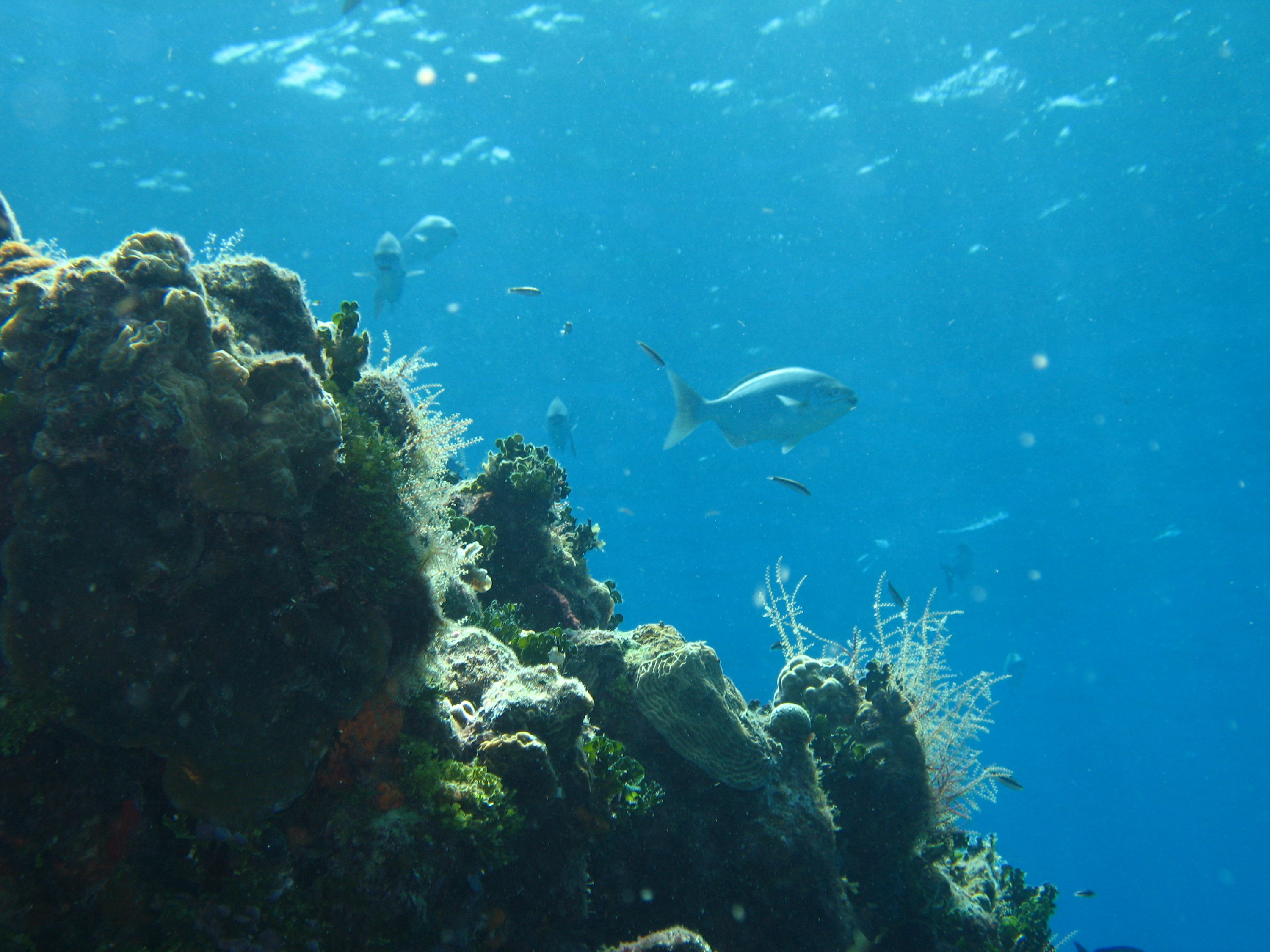 Quick weekend trip to Cozumel