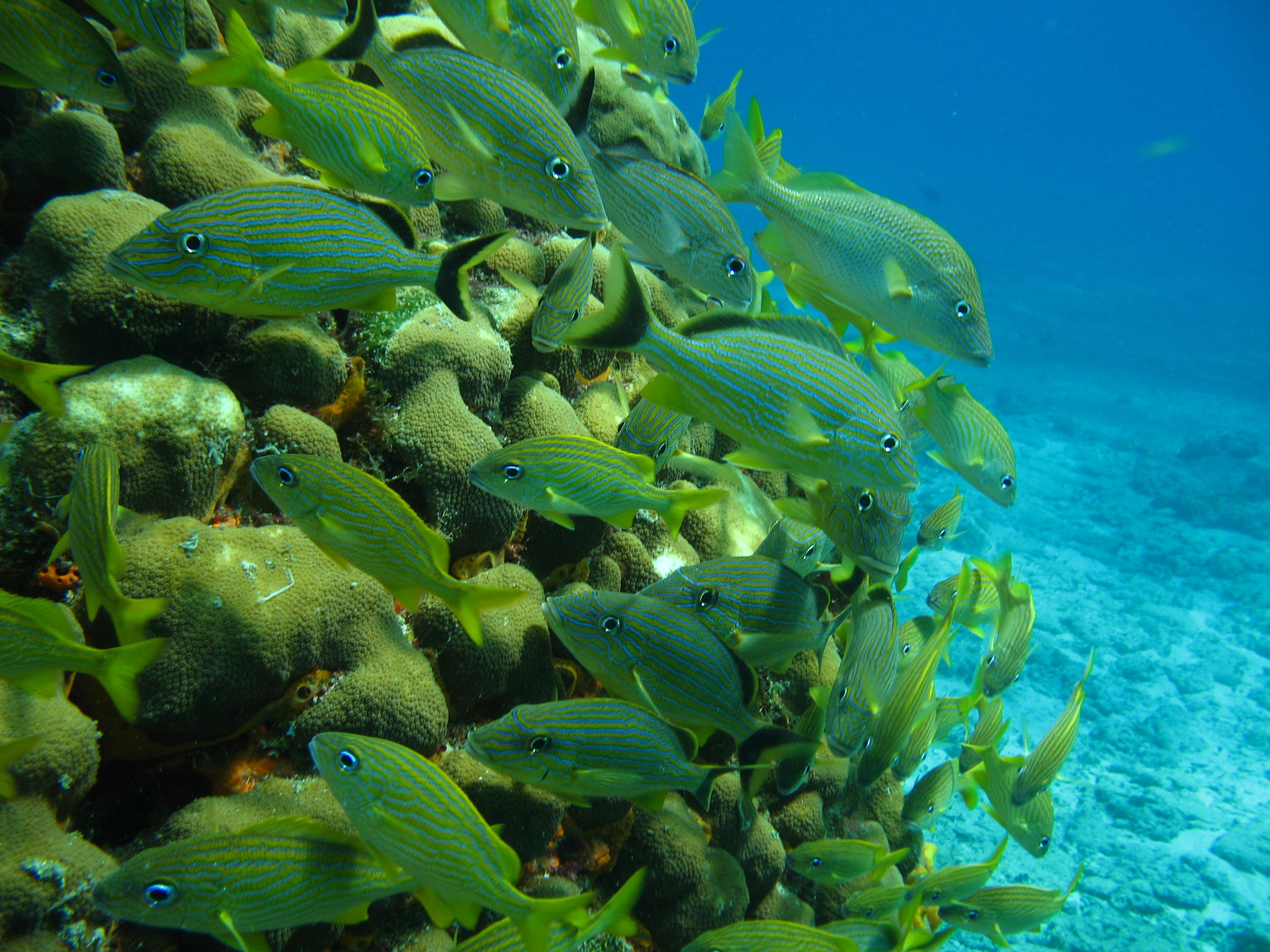 Quick weekend trip to Cozumel