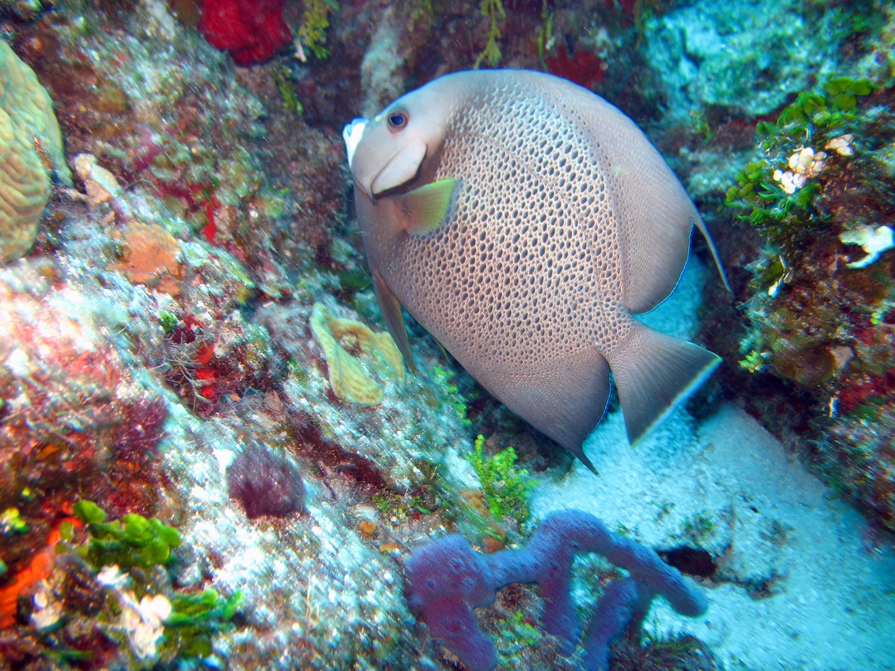 Quick weekend trip to Cozumel