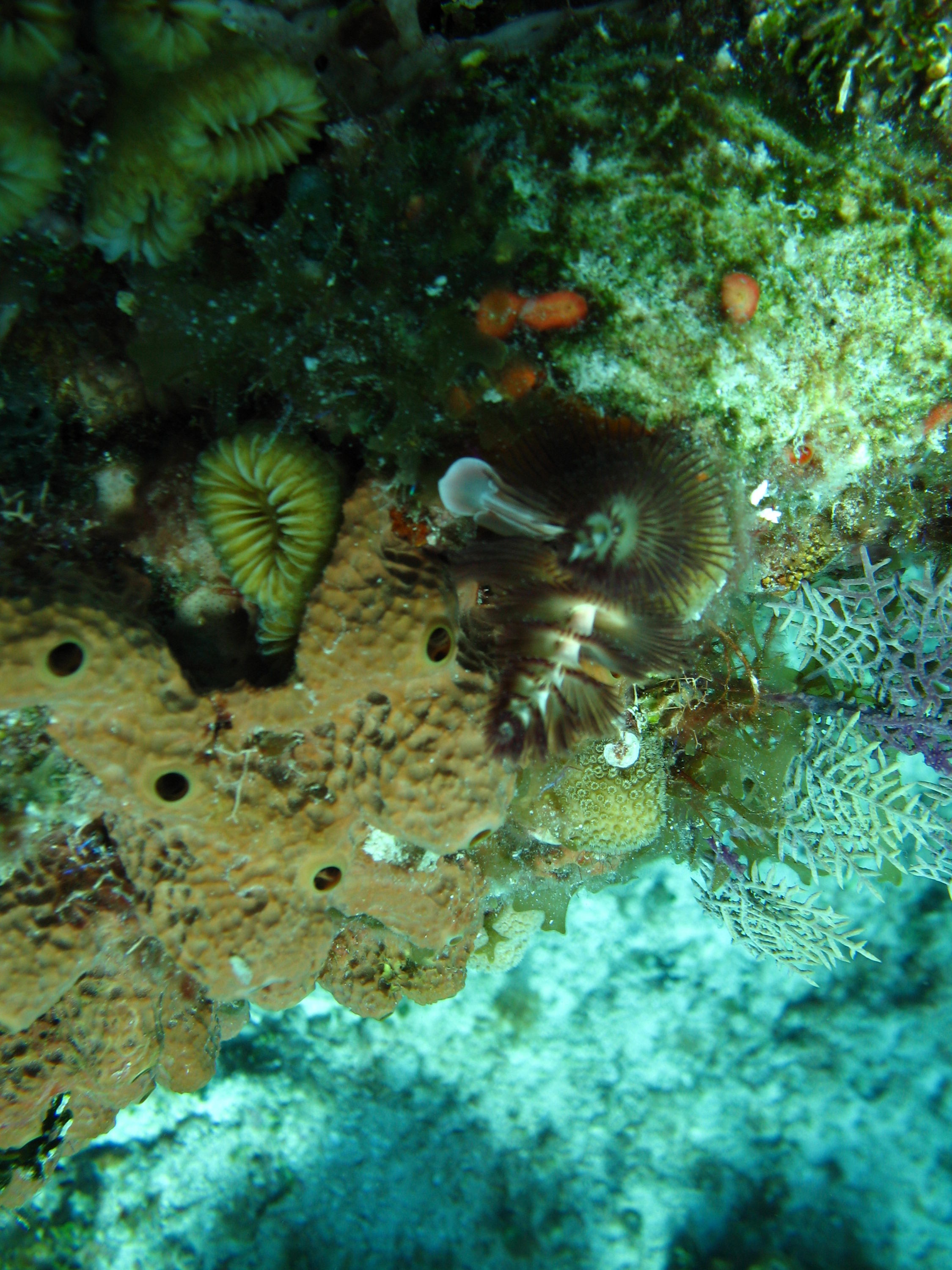 Quickweekend trip to Cozumel