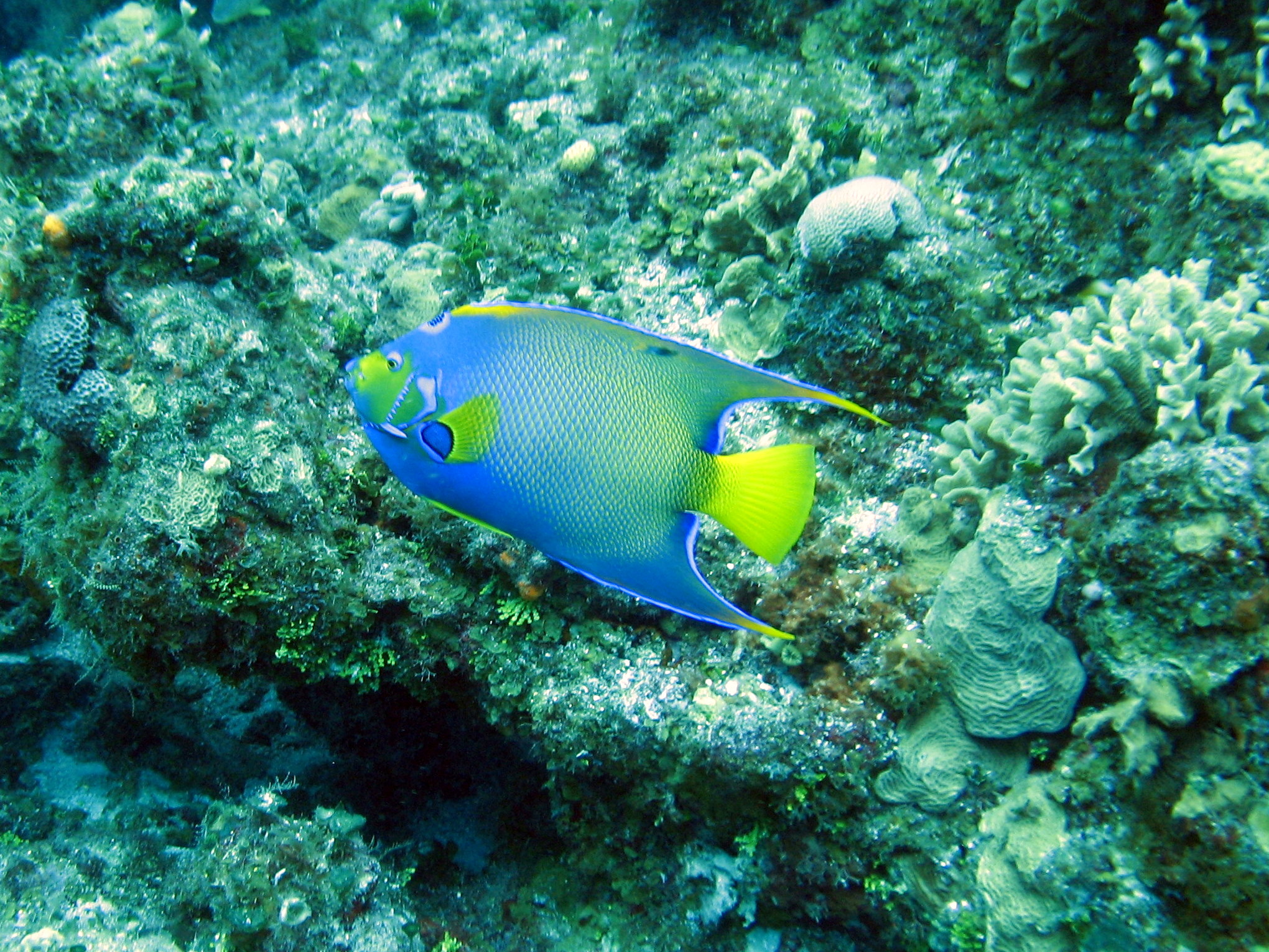 Quickweekend trip to Cozumel