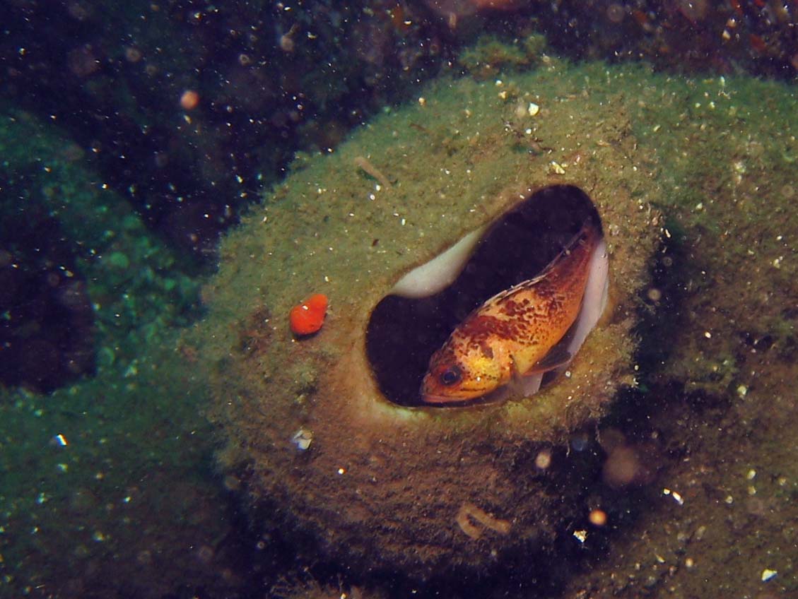 Quillback and Chimney Sponge