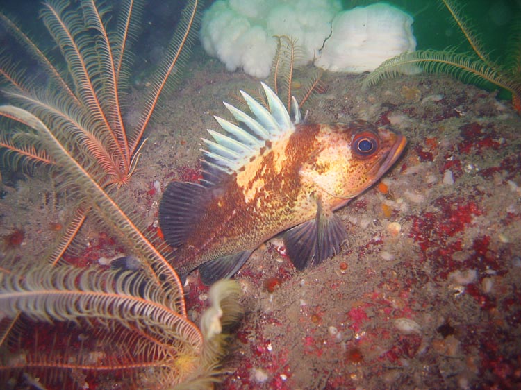 Quillback Rockfish and Chrinoids