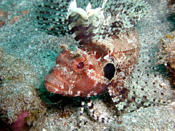 Quillfin Blenny - St. Vincent