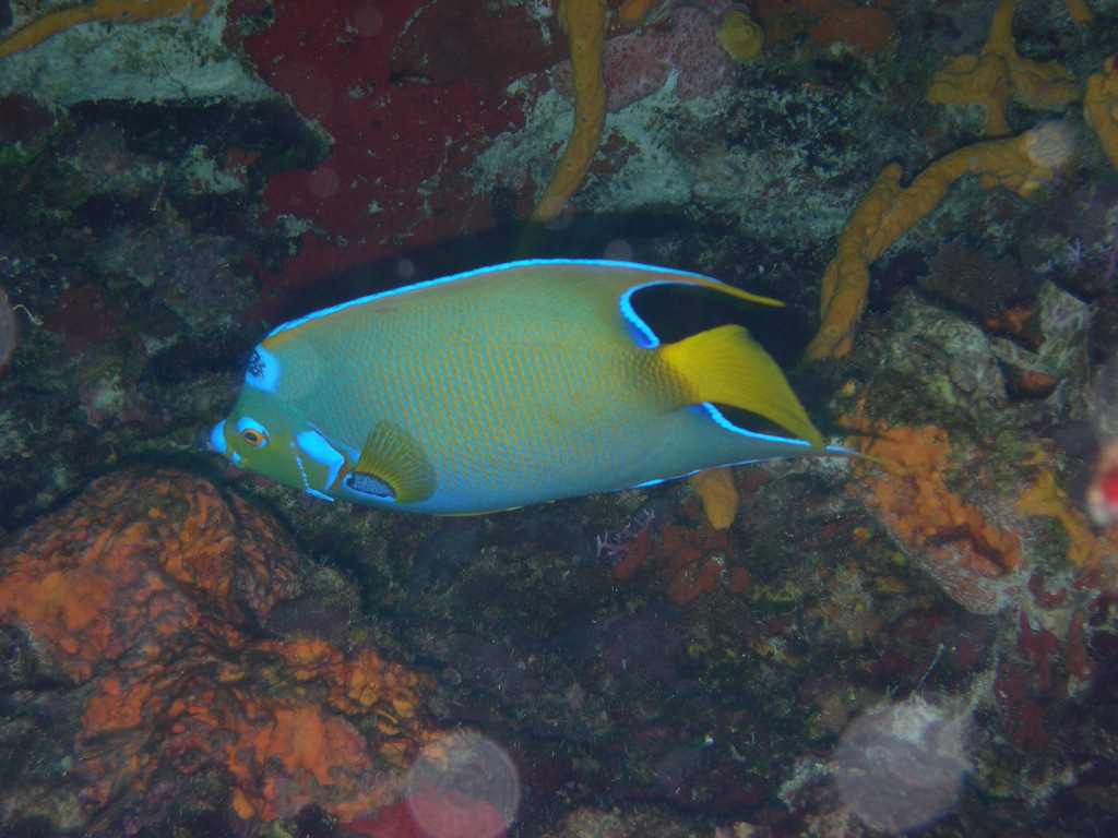 Quuen Angelfish