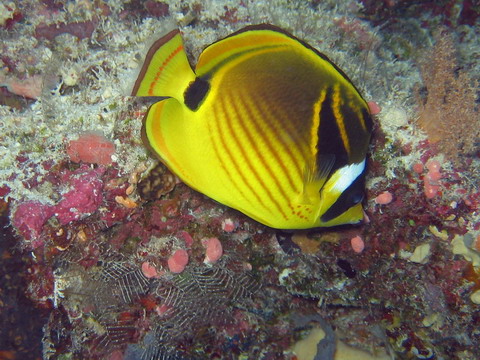 Raccon Butterflyfish