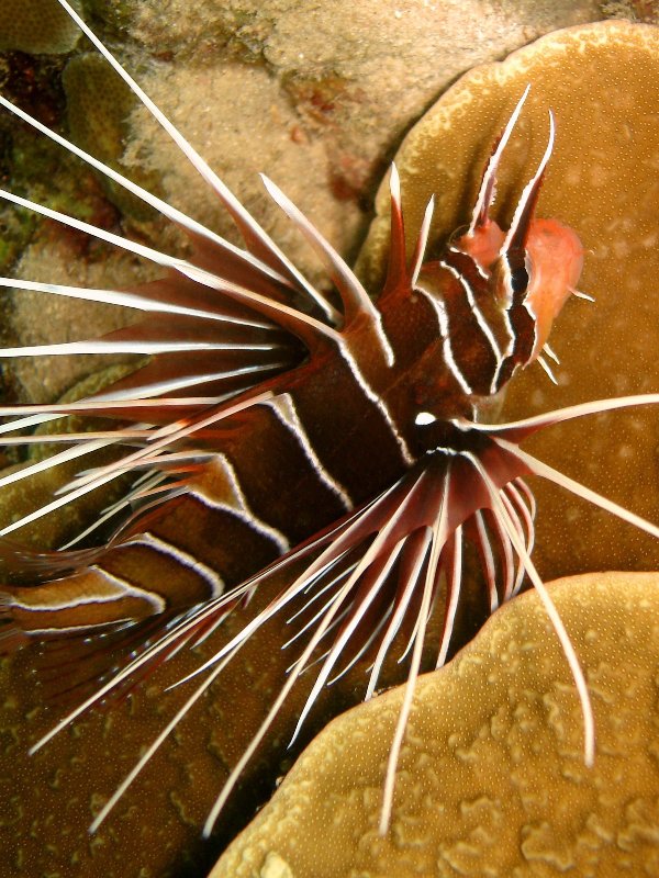 Radial firefish