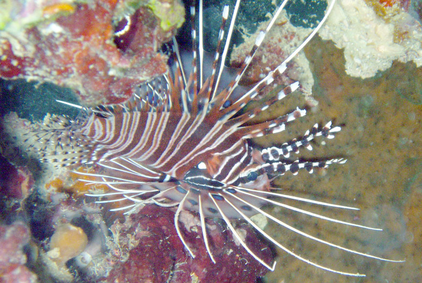 Raggedfinned Firefish