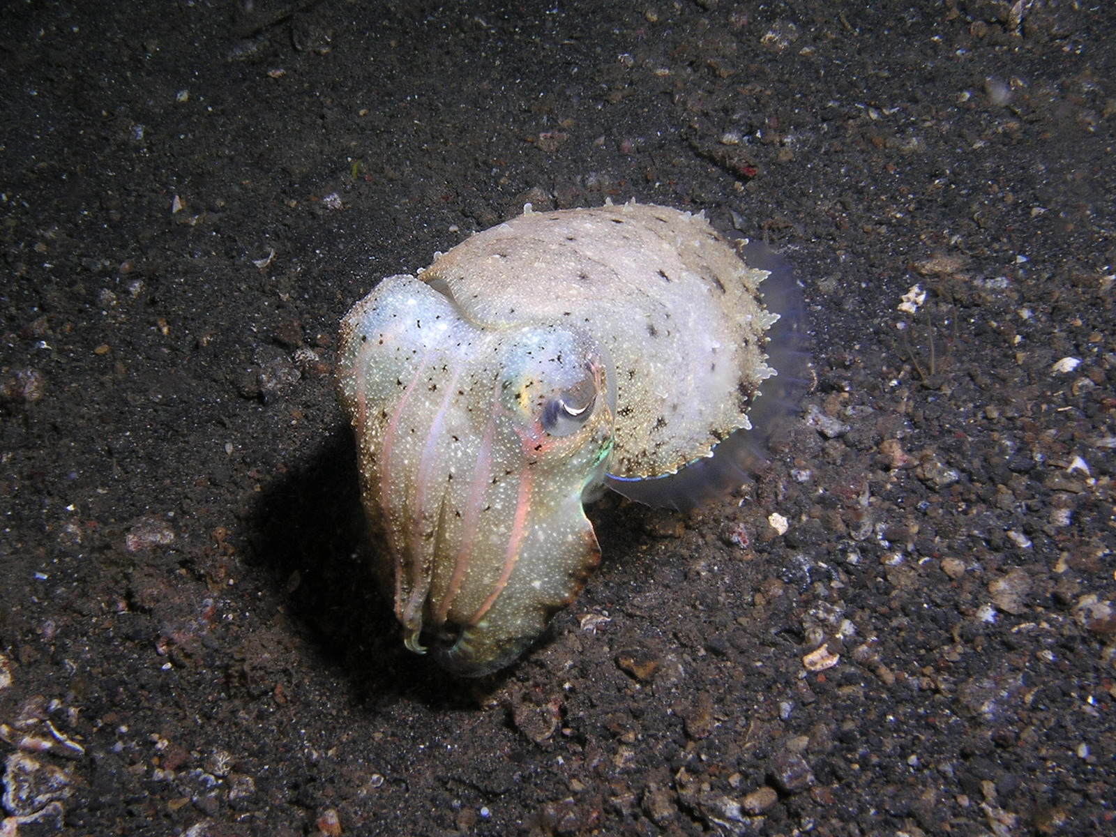 Rainbow Cuttlefish