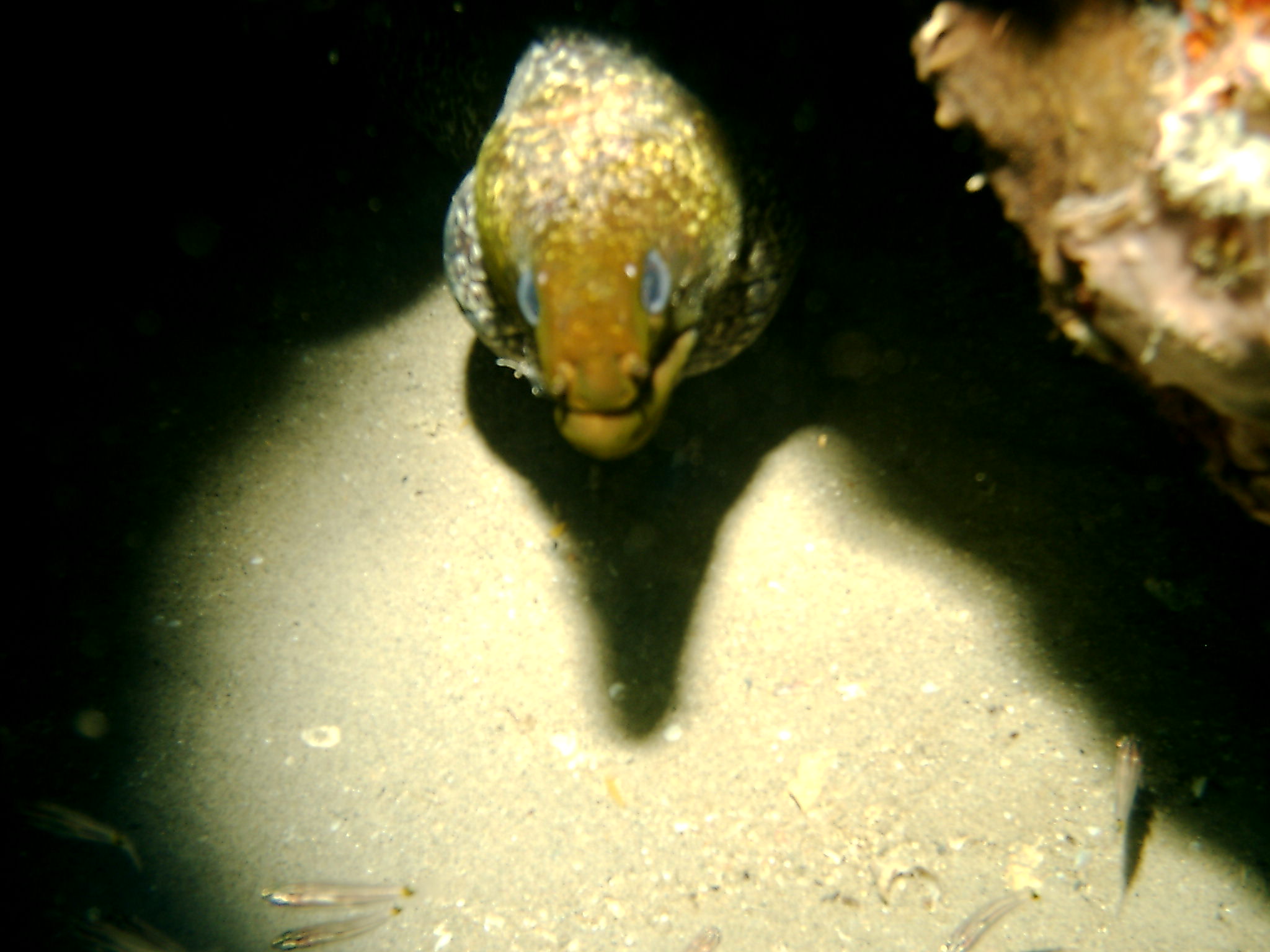 Rainbow Moray Eel - Abu Lou Lou  House reef Coral Hilton Nuweiba