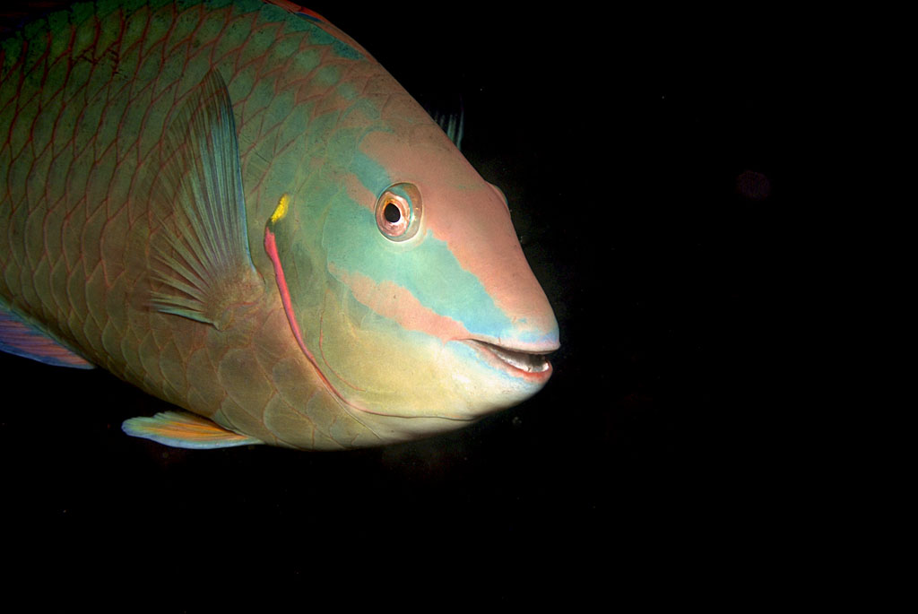 Rainbow Parrotfish 11-21-9-