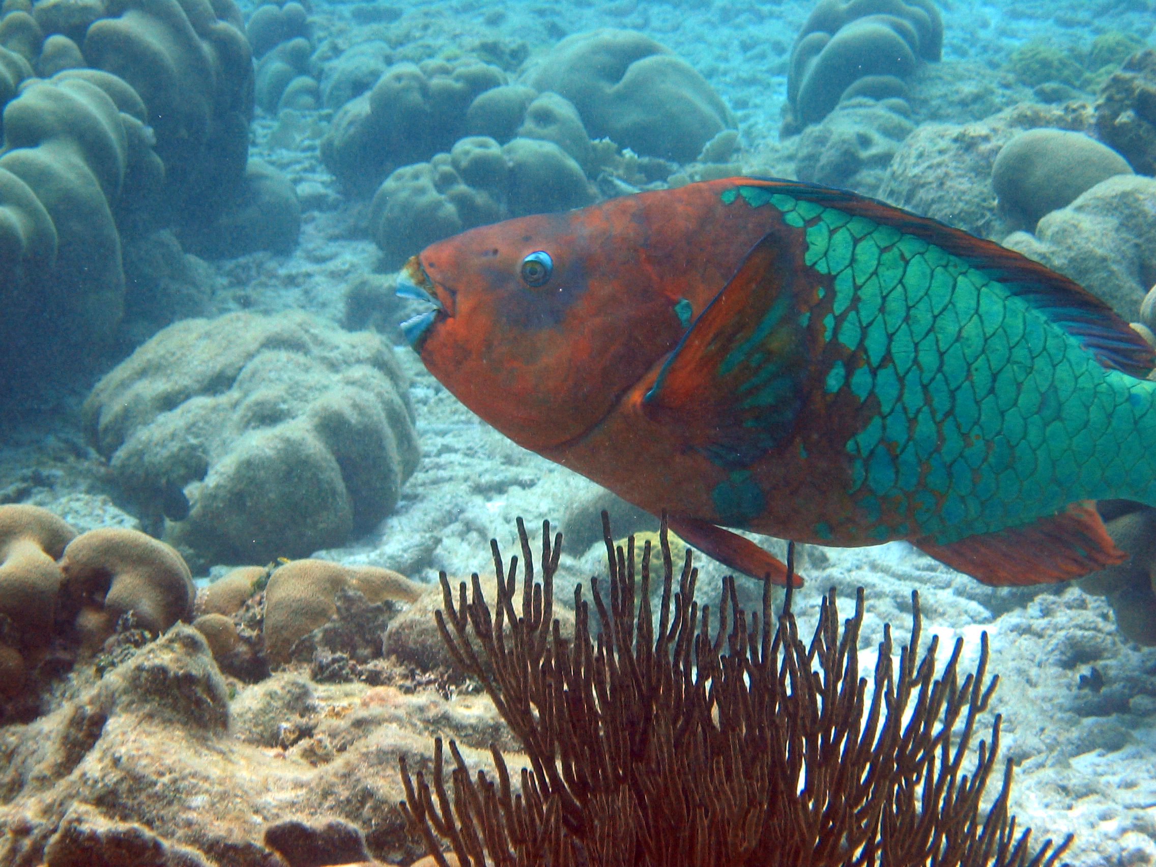 Rainbow Parrotfish in Bonaire