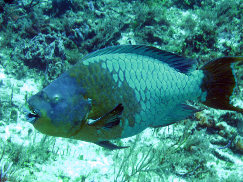 Rainbow Parrotfish