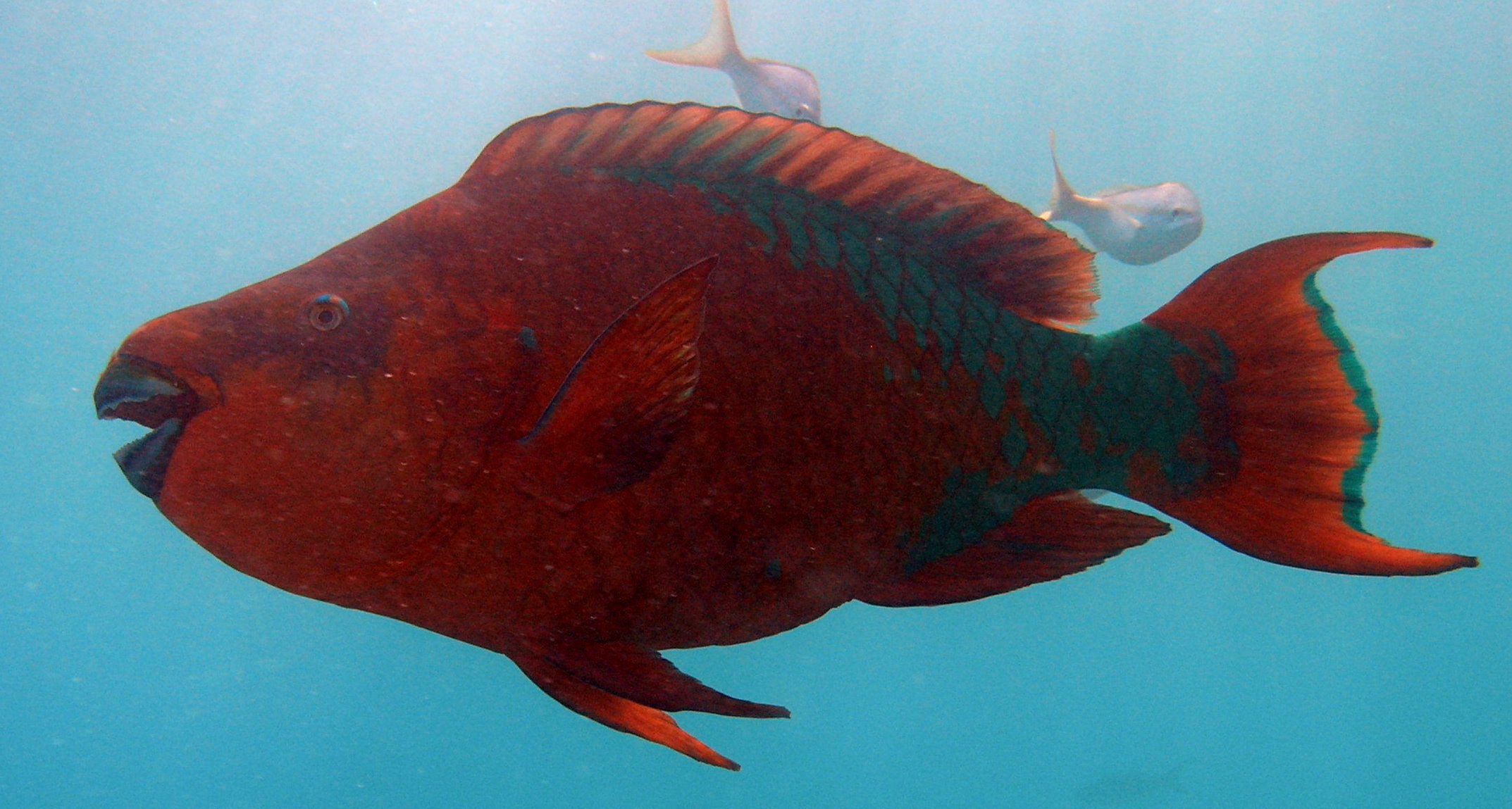 Rainbow Parrotfish