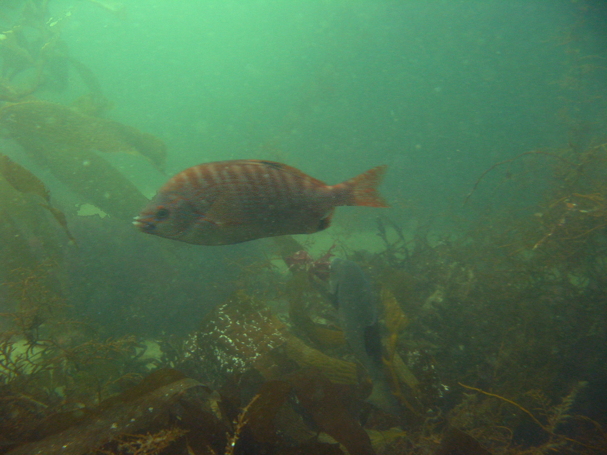 Rainbow Serfperch (Hypsurus caryi)