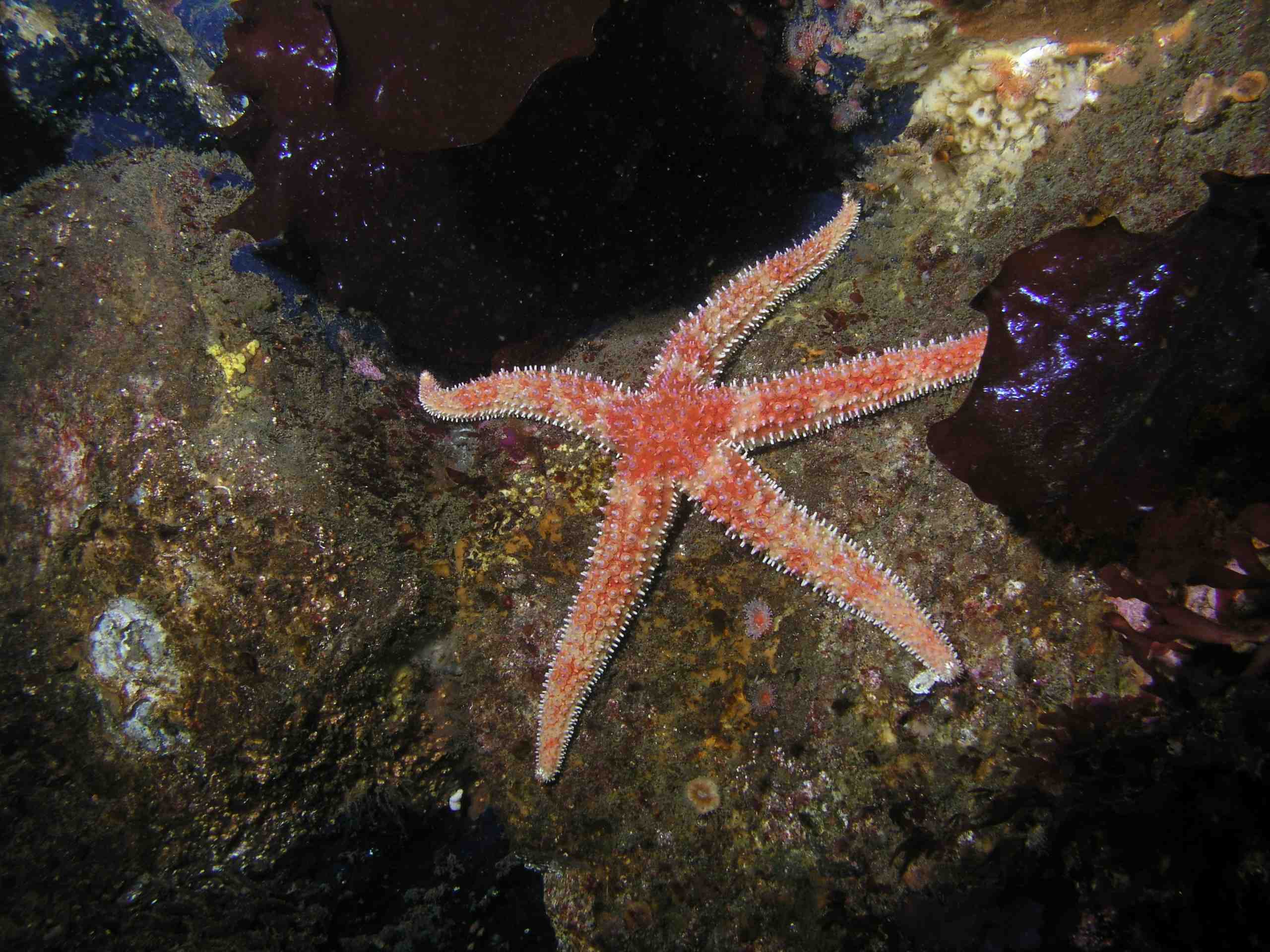 Rainbow Starfish