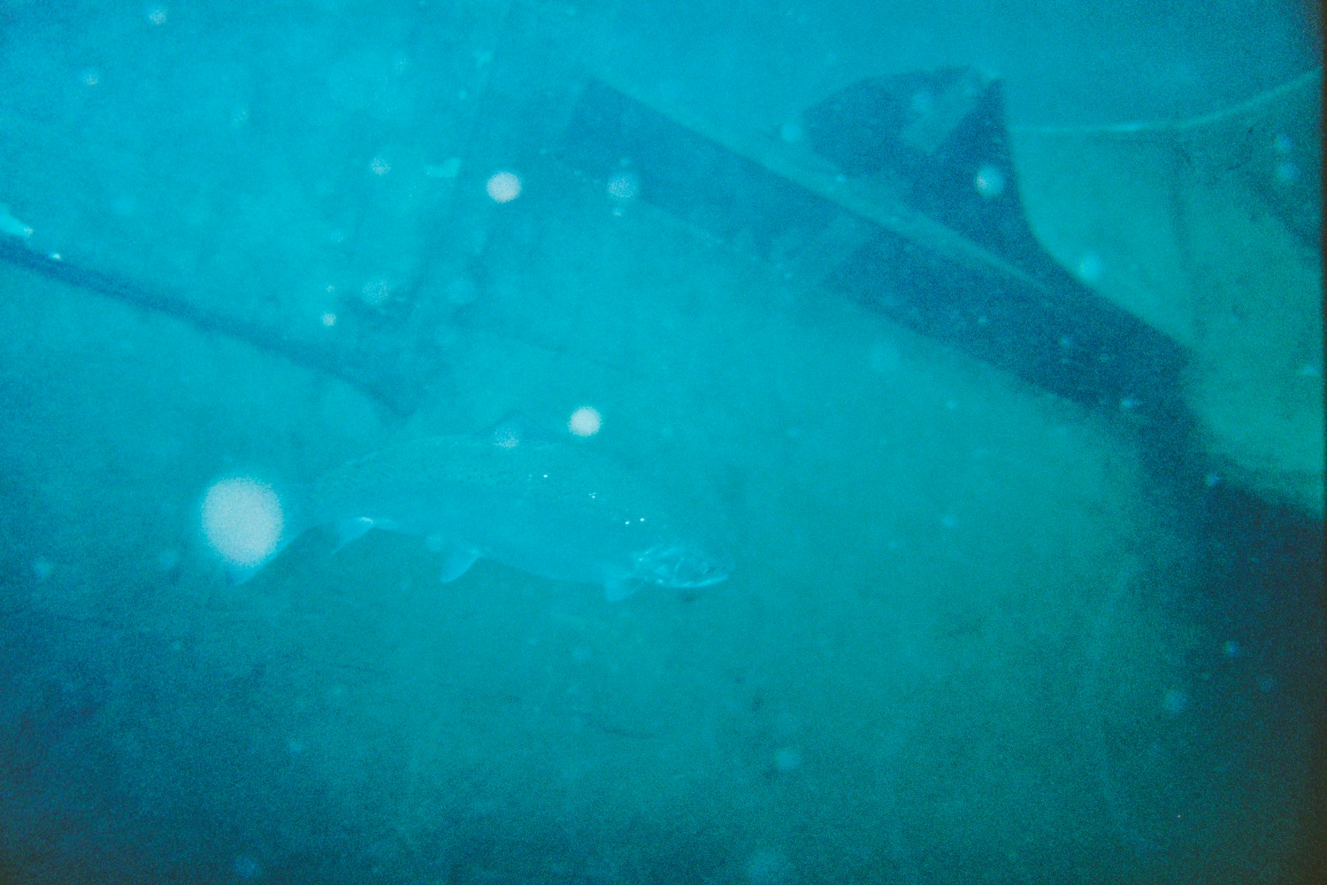 Rainbow Trout and Helldiver airplane