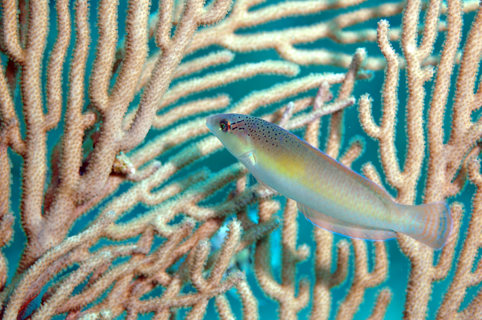 Rainbow Wrasse