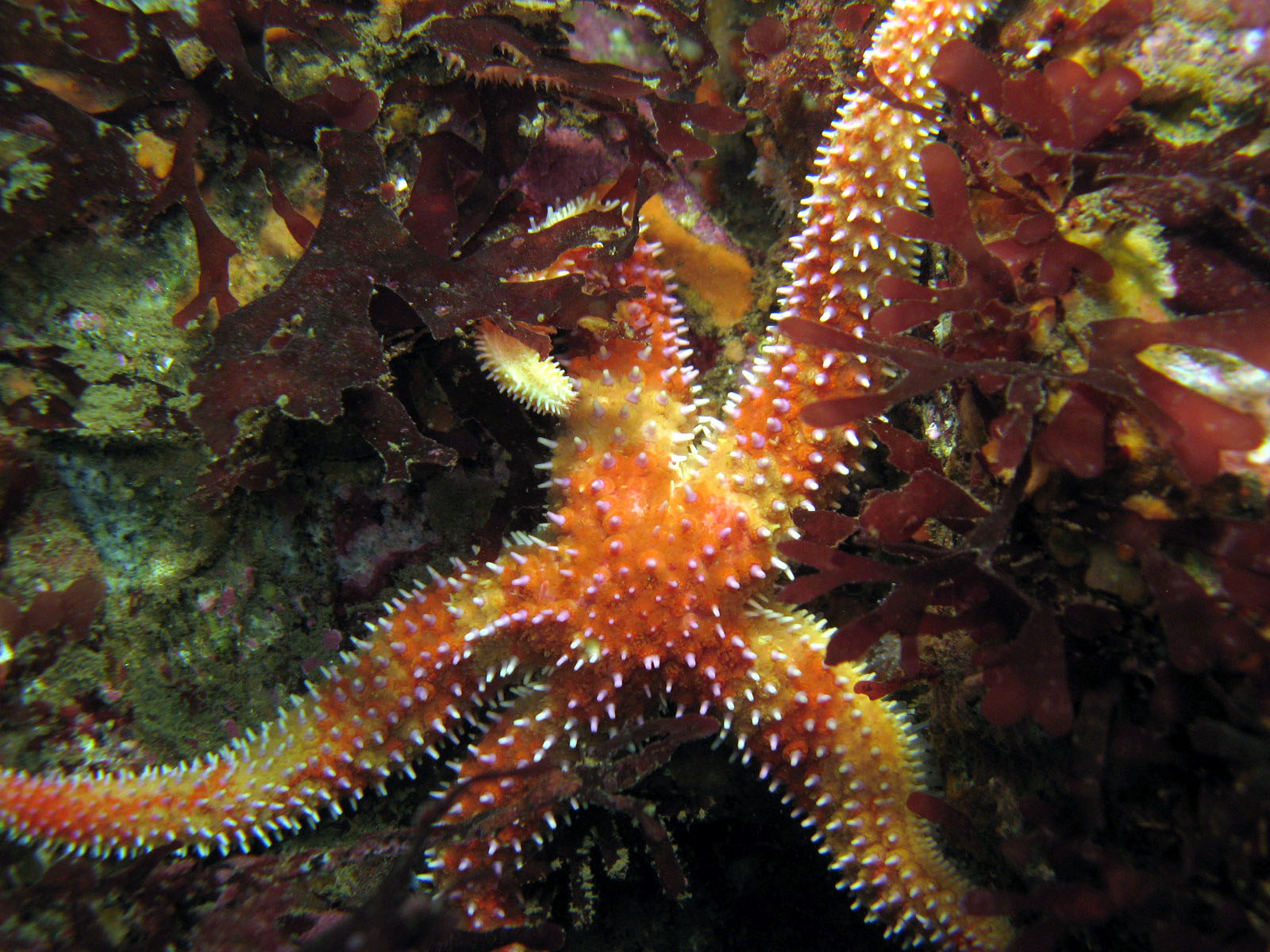 Rainbow_Star_Orthasterias_koehleri_