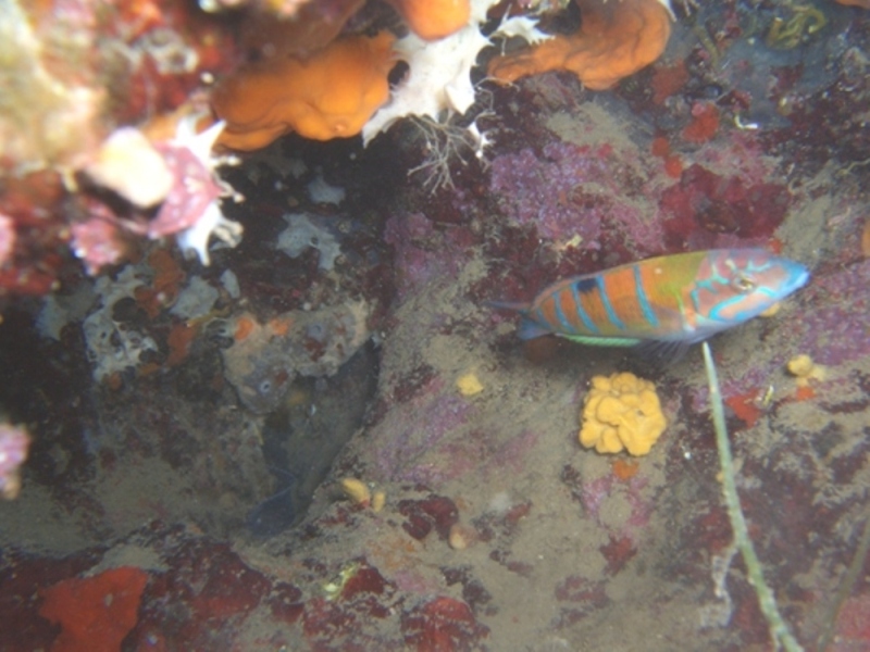 Rainbow_wrasse