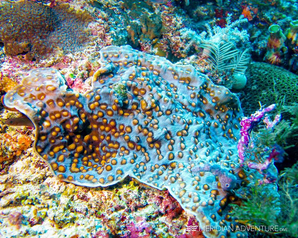 Raja Ampat's Coral