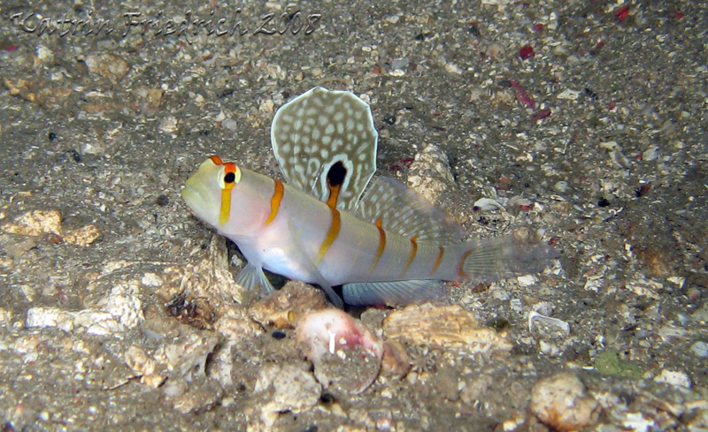 Randall's goby