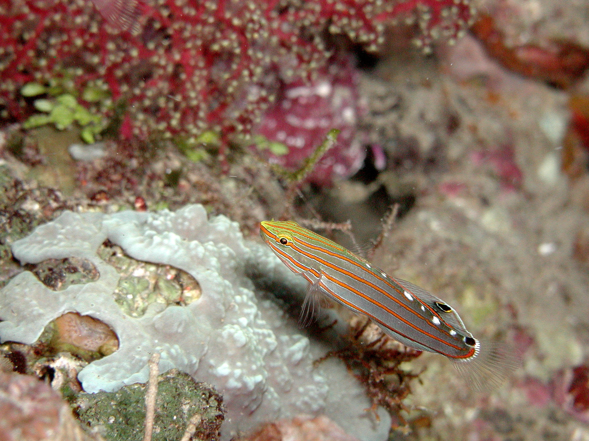 Rare Rainford's Goby