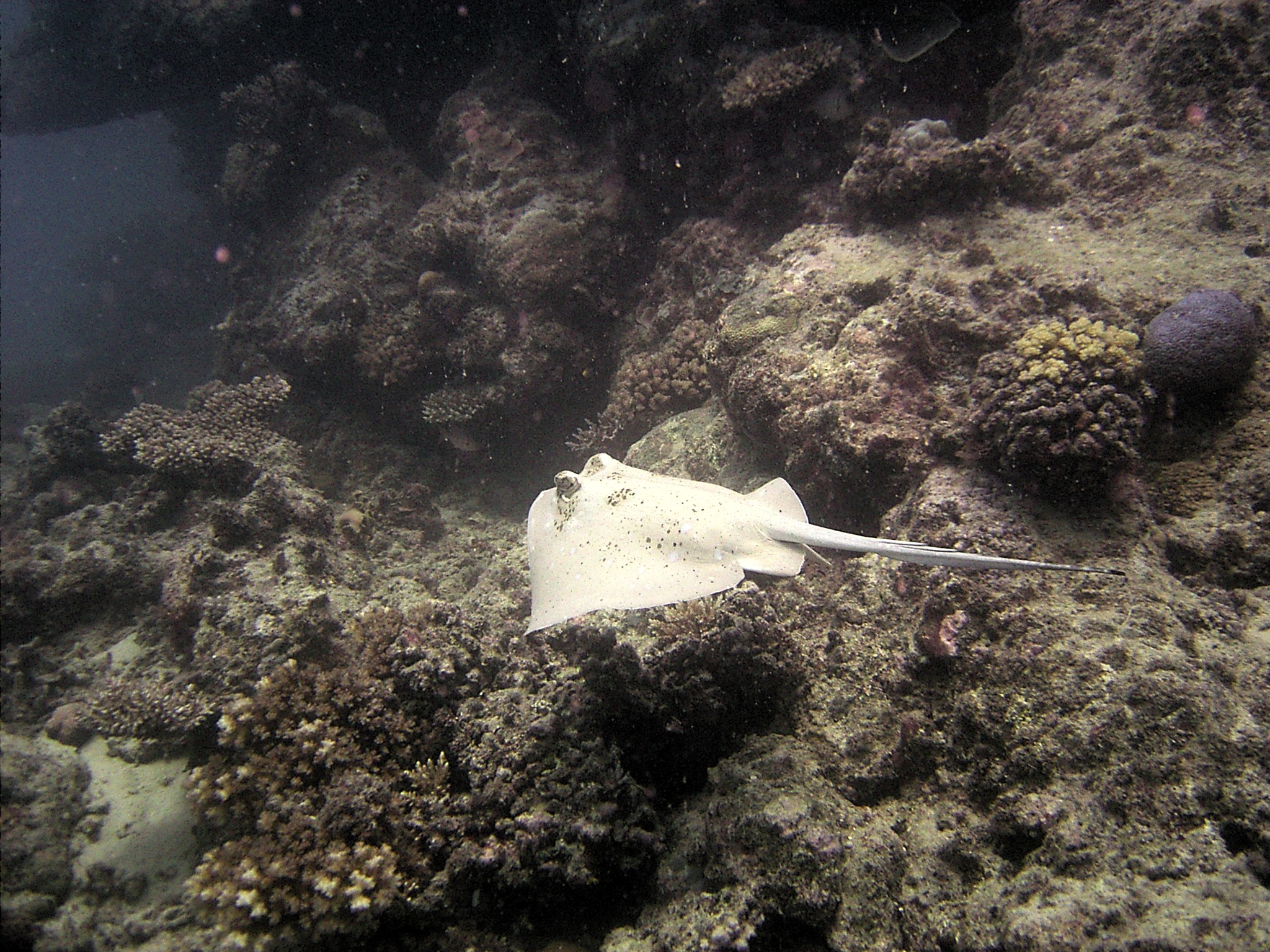 Ray at Agincourt Reef