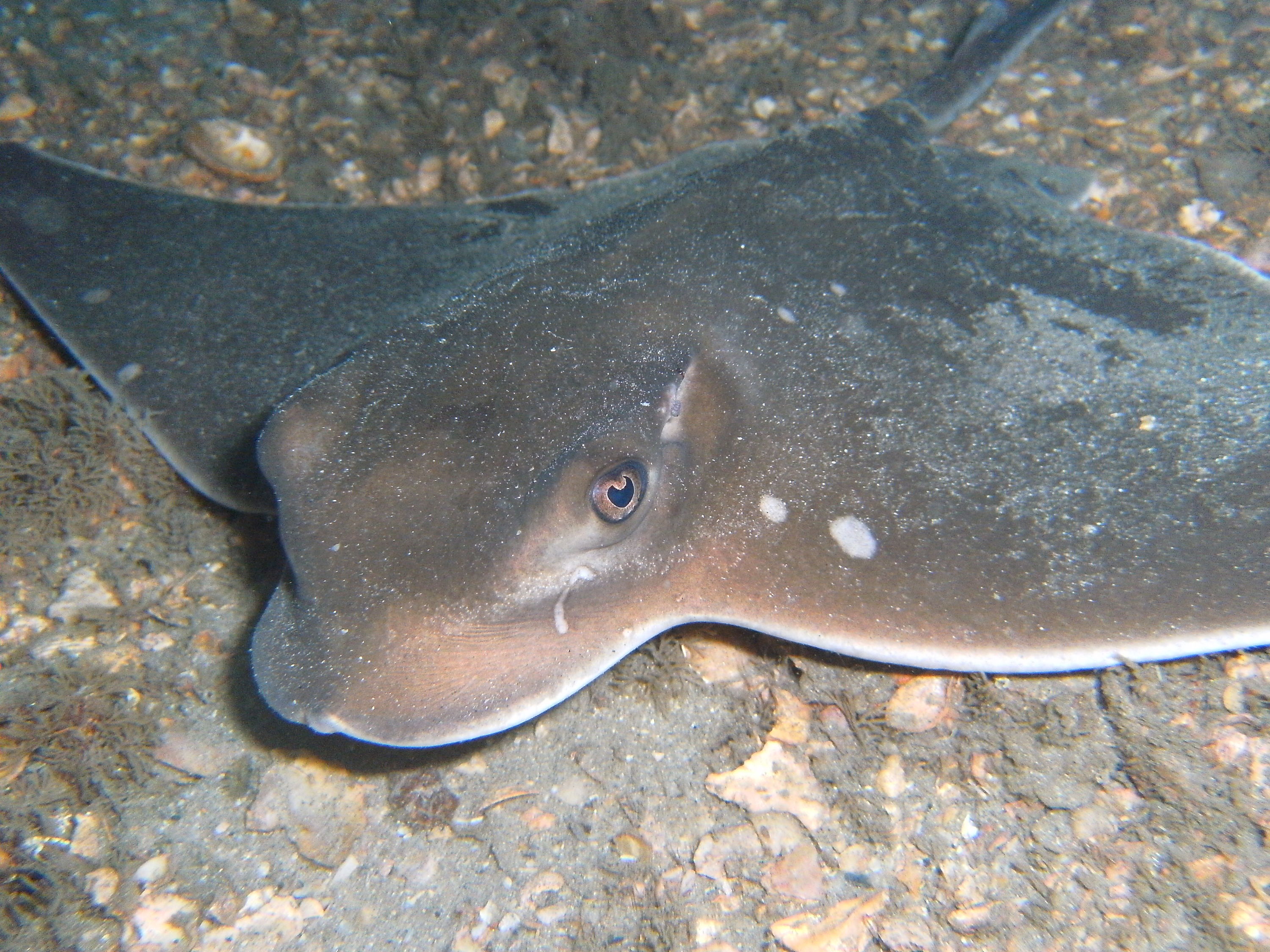 ray at blue heron bridge jan 27 2010 c