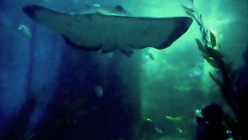 Ray at the Aquarium