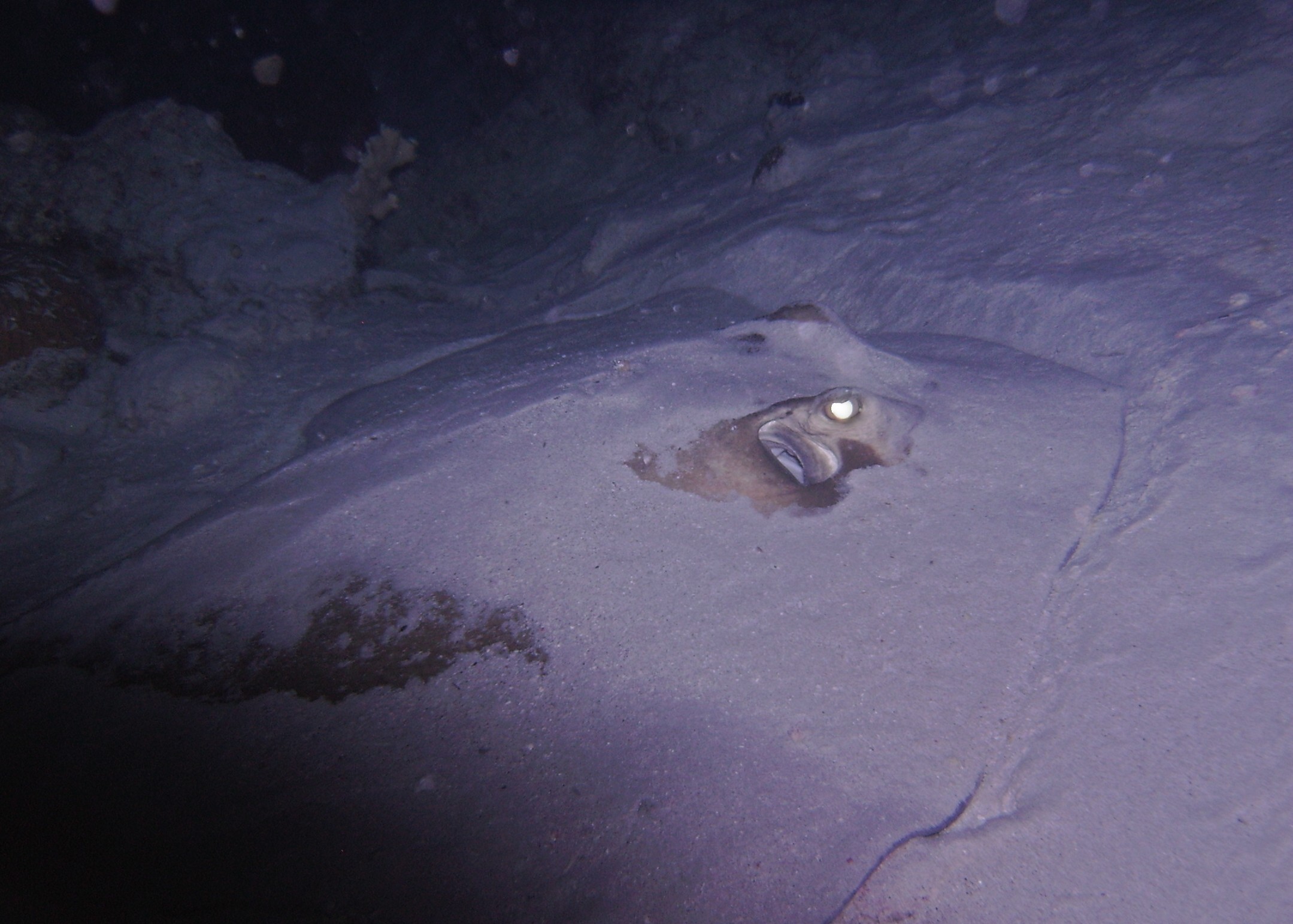 Ray buried in the sand, night dive