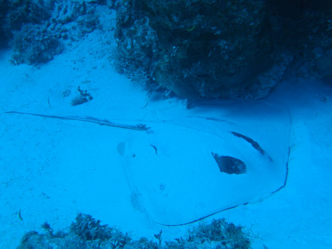 Ray in the sand