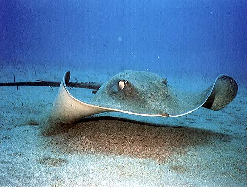 Ray, Tenerife '99