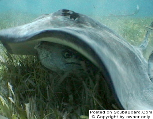 RAY_EATING_BARRACUDA_HEAD