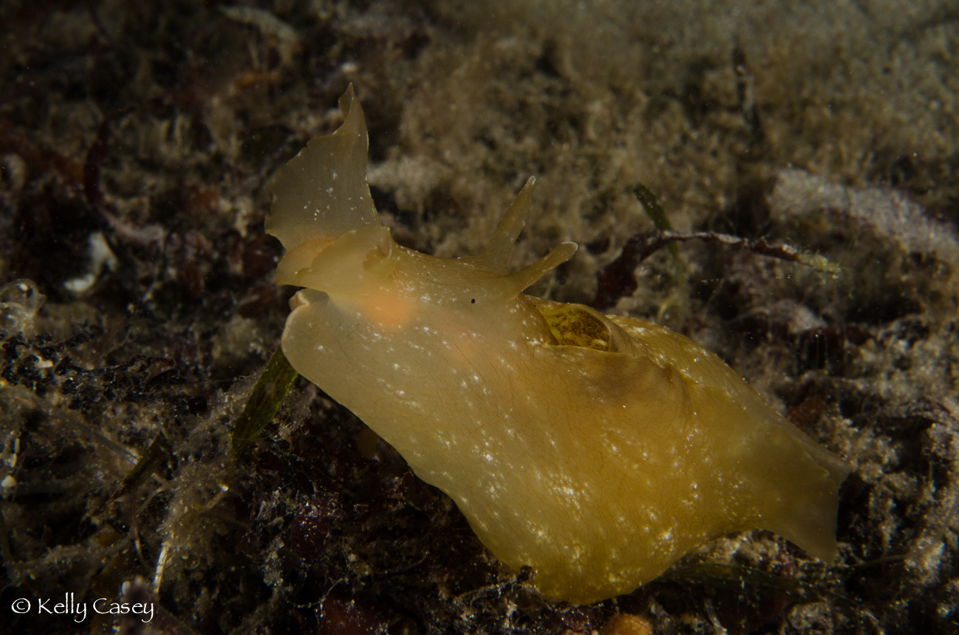 Reaching Sea Hare