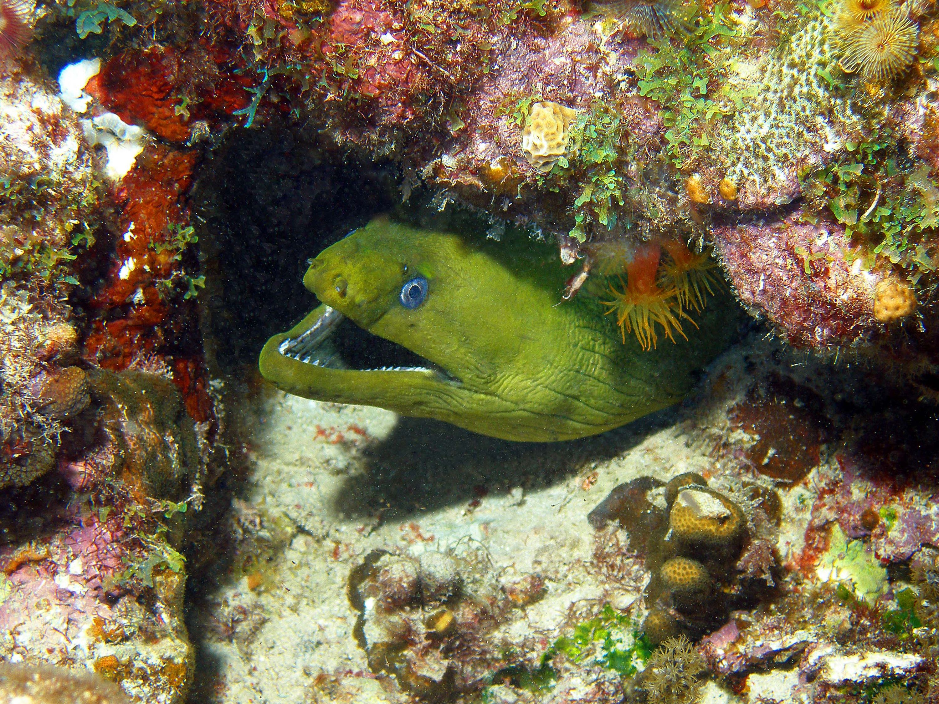 Really Green Really Big Moray