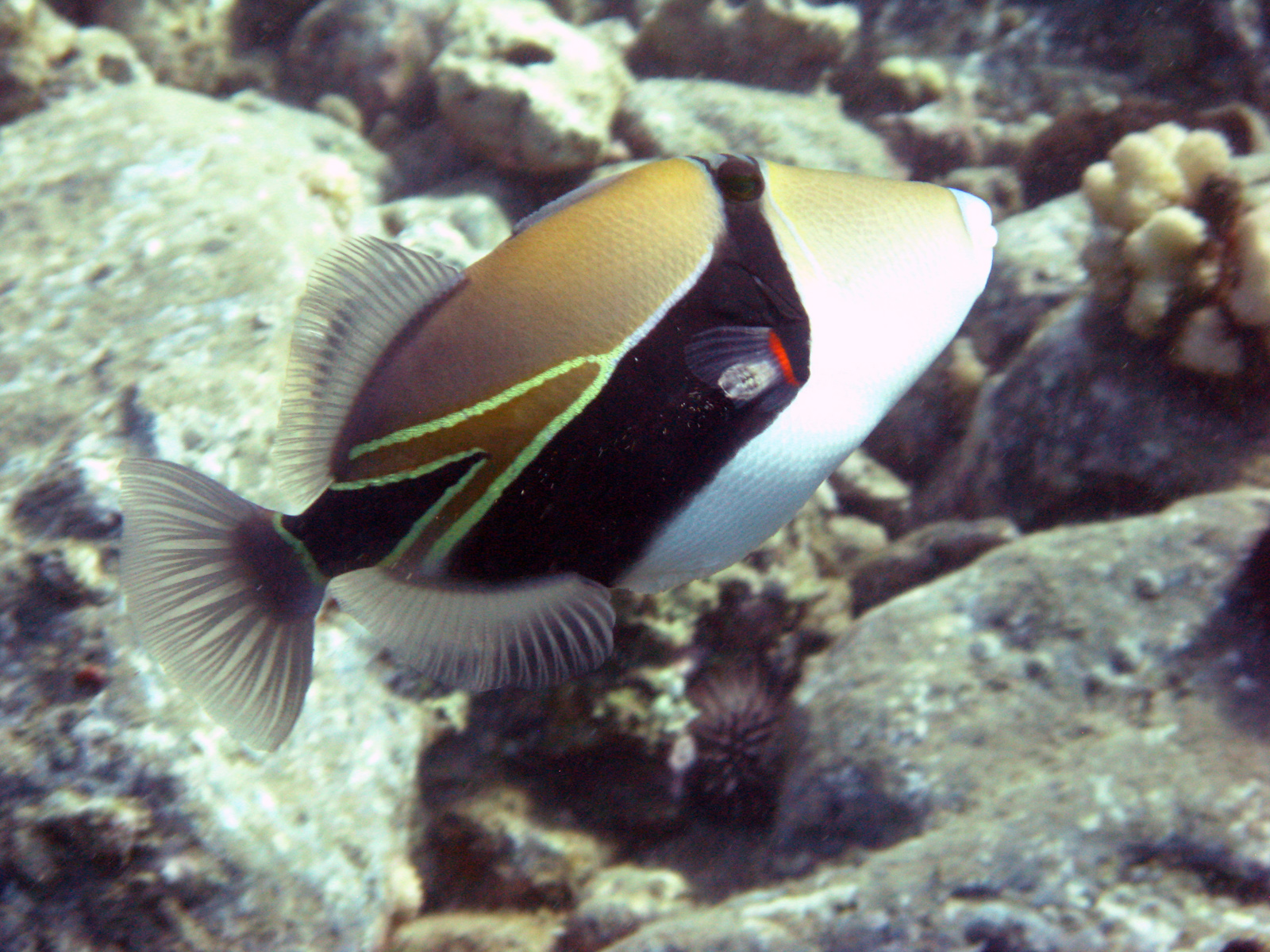 Rectangular triggerfish