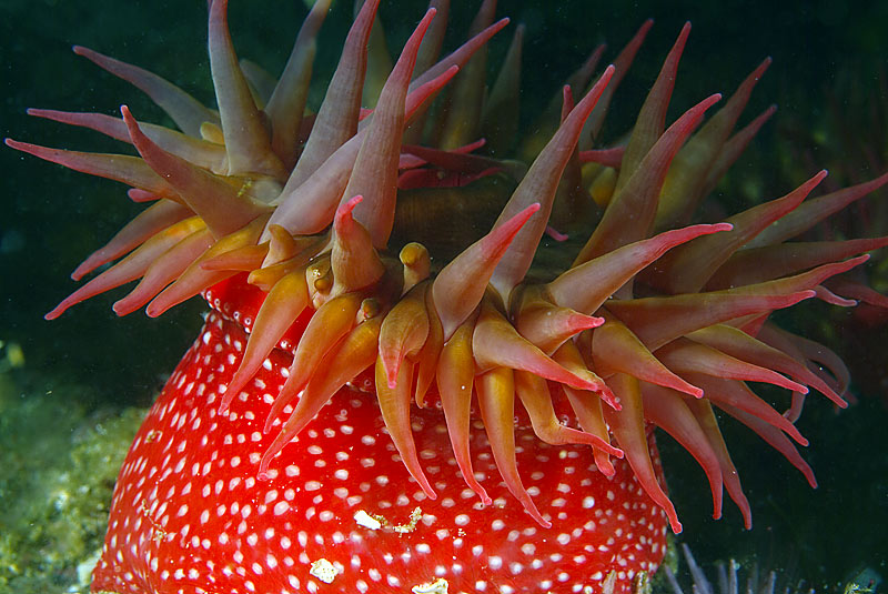 Red-Anemone-2