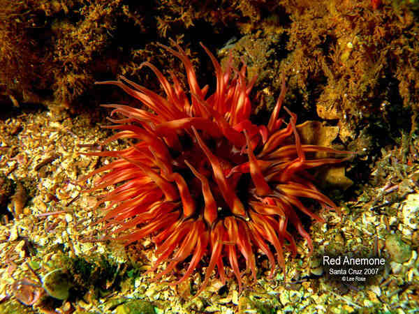 Red Anemone