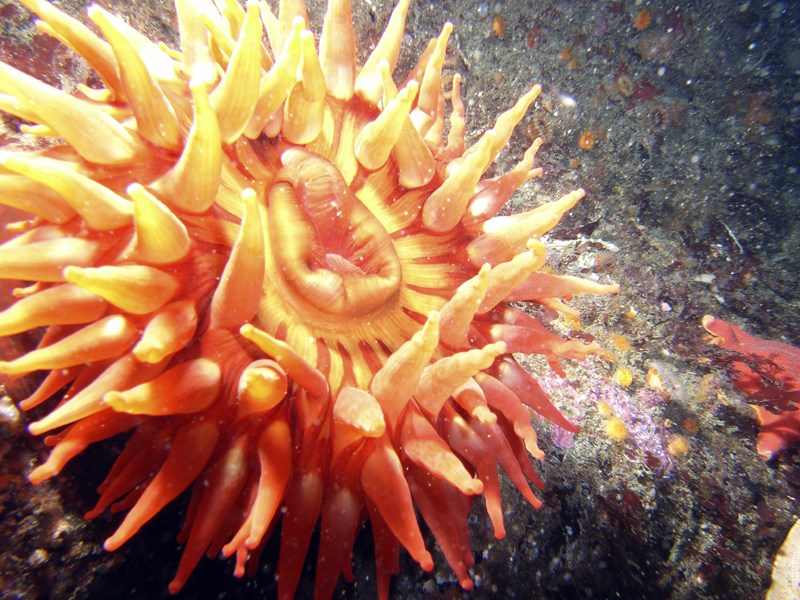 Red Anemone