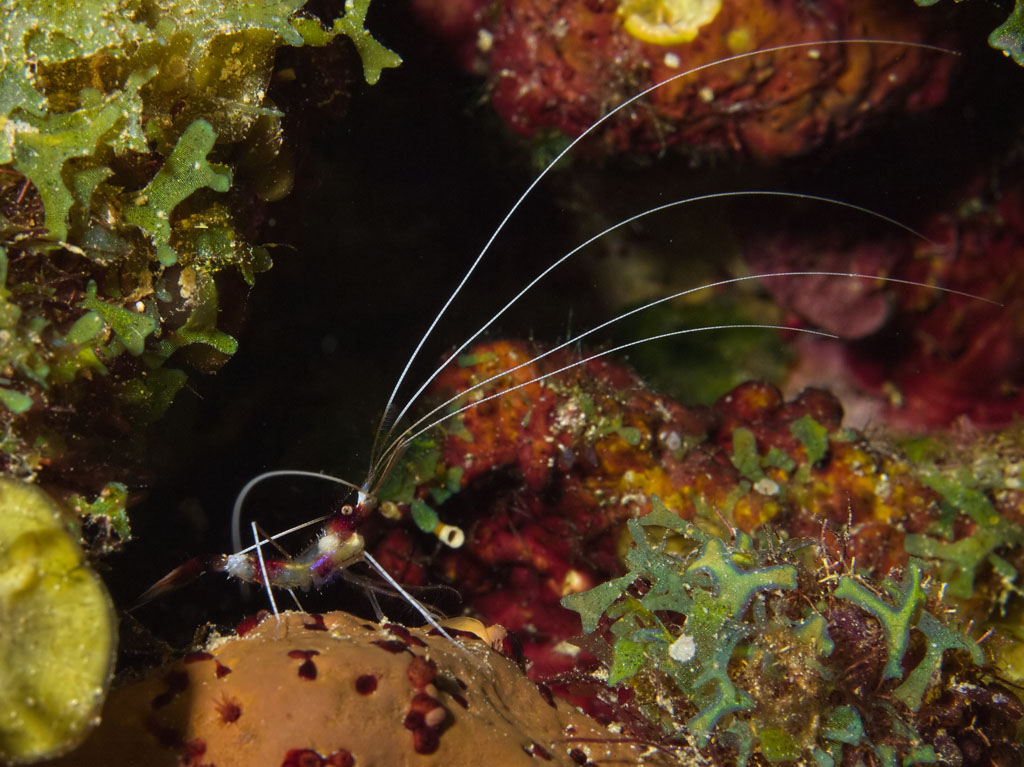 Red-banded cleaning shrimp (juvenile?)