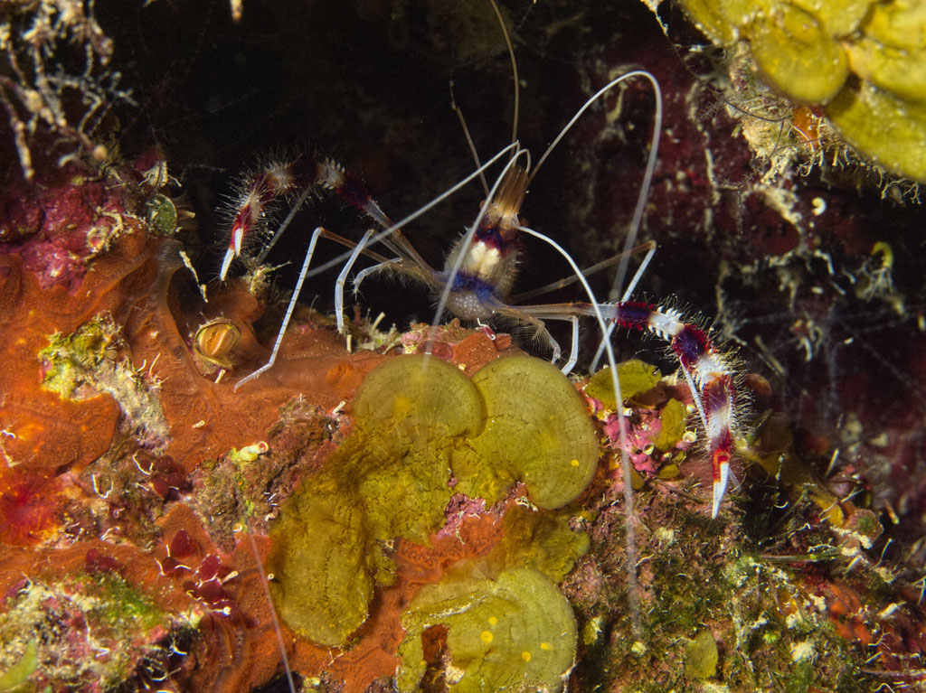 Red-banded cleaning shrimp